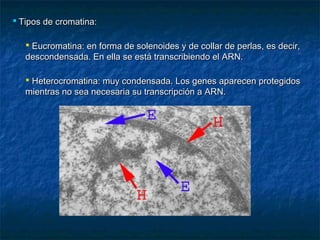  Tipos de cromatina:
 Eucromatina: en forma de solenoides y de collar de perlas, es decir,
descondensada. En ella se está transcribiendo el ARN.
 Heterocromatina: muy condensada. Los genes aparecen protegidos
mientras no sea necesaria su transcripción a ARN.

 