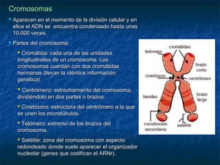 Cromosomas
 Aparecen en el momento de la división celular y en
ellos el ADN se encuentra condensado hasta unas
10.000 veces.
 Partes del cromosoma:
 Cromátida: cada una de las unidades
longitudinales de un cromosoma. Los
cromosomas cuentan con dos cromátidas
hermanas (llevan la idéntica información
genética).

 Centrómero: estrechamiento del cromosoma,
dividiéndolo en dos partes o brazos.

 Cinetócoro: estructura del centrómero a la que
se unen los microtúbulos.
 Telómero: extremo de los brazos del
cromosoma.
 Satélite: zona del cromosoma con aspecto
redondeado donde suele aparecer el organizador
nucleolar (genes que codifican el ARNr).

 