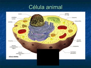 Célula animal

 
