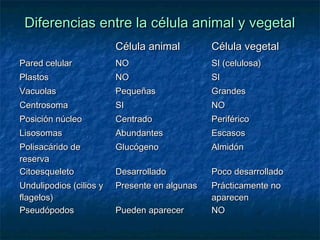 Diferencias entre la célula animal y vegetal
Célula animal

Célula vegetal

Pared celular

NO

SI (celulosa)

Plastos

NO

SI

Vacuolas

Pequeñas

Grandes

Centrosoma

SI

NO

Posición núcleo

Centrado

Periférico

Lisosomas

Abundantes

Escasos

Polisacárido de
reserva
Citoesqueleto

Glucógeno

Almidón

Desarrollado

Poco desarrollado

Undulipodios (cilios y
flagelos)
Pseudópodos

Presente en algunas

Prácticamente no
aparecen
NO

Pueden aparecer

 