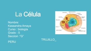 La Célula
Nombre:
Kassandra Amaya
Curso : biología
Grado : 5
Seccion :”G”
TRUJILLO_
PERU
 