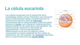 La célula eucariota
Las células eucariotas son el exponente de la
complejidad celular actual. Presentan una estructura
básica relativamente estable caracterizada por la
presencia de distintos tipos de orgánulos
intracitoplasmáticos especializados, entre los cuales
destaca el núcleo, que alberga el material genético.
Especialmente en los organismos pluricelulares, las
células pueden alcanzar un alto grado de
especialización. Dicha especialización o
diferenciación es tal que, en algunos casos,
compromete la propia viabilidad del tipo celular en
aislamiento. Así, por ejemplo, las neuronas dependen
para su supervivencia de las células gliales.
 