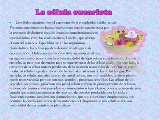 • Las células eucariotas son el exponente de la complejidad celular actual.
Presentan una estructura básica relativamente estable caracterizada por
la presencia de distintos tipos de orgánulos intracitoplasmáticos
especializados, entre los cuales destaca el núcleo, que alberga
el material genético. Especialmente en los organismos
pluricelulares, las células pueden alcanzar un alto grado de
especialización. Dicha especialización o diferenciación es tal que,
en algunos casos, compromete la propia viabilidad del tipo celular en aislamiento. Así, por
ejemplo, las neuronas dependen para su supervivencia de las células gliales. Por otro lado, la
estructura de la célula varía dependiendo de la situación taxonómica del ser vivo: de este
modo, las células vegetales difieren de las animales, así como de las de los hongos. Por
ejemplo, las células animales carecen de pared celular, son muy variables, no tiene plastos,
puede tener vacuolas pero no son muy grandes y presentan centríolos. Las células de los
vegetales, por su lado, presentan una pared celular compuesta principalmente de celulosa,
disponen de plastos como cloroplastos, cromoplastos o leucoplastos, poseen vacuolas de gran
tamaño que acumulan sustancias de reserva o de desecho producidas por la célula y
finalmente cuentan también con plasmodesmos, que son conexiones citoplasmáticas que
permiten la circulación directa de las sustancias del citoplasma de una célula a otra, con
continuidad de sus membranas plasmáticas.
 