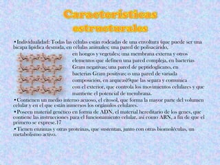 •Individualidad: Todas las células están rodeadas de una envoltura (que puede ser una
bicapa lipídica desnuda, en células animales; una pared de polisacárido,
en hongos y vegetales; una membrana externa y otros
elementos que definen una pared compleja, en bacterias
Gram negativas; una pared de peptidoglicano, en
bacterias Gram positivas; o una pared de variada
composición, en arqueas)9que las separa y comunica
con el exterior, que controla los movimientos celulares y que
mantiene el potencial de membrana.
•Contienen un medio interno acuoso, el citosol, que forma la mayor parte del volumen
celular y en el que están inmersos los orgánulos celulares.
•Poseen material genético en forma de ADN, el material hereditario de los genes, que
contiene las instrucciones para el funcionamiento celular, así como ARN, a fin de que el
primero se exprese.17
•Tienen enzimas y otras proteínas, que sustentan, junto con otras biomoléculas, un
metabolismo activo.
 