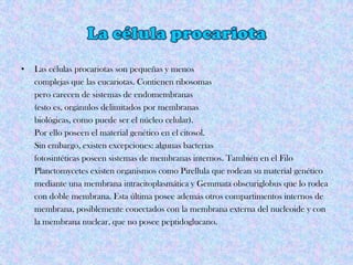 • Las células procariotas son pequeñas y menos
complejas que las eucariotas. Contienen ribosomas
pero carecen de sistemas de endomembranas
(esto es, orgánulos delimitados por membranas
biológicas, como puede ser el núcleo celular).
Por ello poseen el material genético en el citosol.
Sin embargo, existen excepciones: algunas bacterias
fotosintéticas poseen sistemas de membranas internos. También en el Filo
Planctomycetes existen organismos como Pirellula que rodean su material genético
mediante una membrana intracitoplasmática y Gemmata obscuriglobus que lo rodea
con doble membrana. Esta última posee además otros compartimentos internos de
membrana, posiblemente conectados con la membrana externa del nucleoide y con
la membrana nuclear, que no posee peptidoglucano.
 