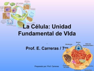 Preparado por: Prof. Carreras
La Célula: Unidad
Fundamental de VIda
.
Prof. E. Carreras / 7mo
 