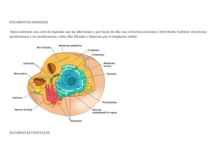 EUCARIOTAS ANIMALES
Estas contienen una serie de orgánulos que las diferencian y que hacen de ellas una estructura eucariota y heterótrofa. Contiene estructuras
membranosas y no membranosas, todas ellas flotando y dispersas por el citoplasma celular.
EUCARIOTAS VEGETALES
 