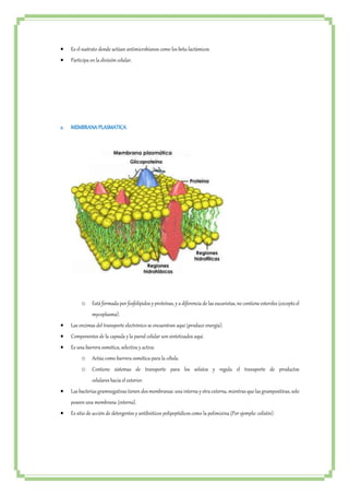  Es el sustrato donde actúan antimicrobianos como los beta-lactámicos. 
 Participa en la división celular. 
2. MEMBRANA PLASMATICA 
o Está formada por fosfolípidos y proteínas, y a diferencia de las eucariotas, no contiene esteroles (excepto el 
mycoplasma). 
 Las enzimas del transporte electrónico se encuentran aquí (produce energía). 
 Componentes de la capsula y la pared celular son sintetizados aquí. 
 Es una barrera osmótica, selectiva y activa: 
o Actúa como barrera osmótica para la célula. 
o Contiene sistemas de transporte para los solutos y regula el transporte de productos 
celulares hacia el exterior. 
 Las bacterias gramnegativas tienen dos membranas: una interna y otra externa, mientras que las grampositivas, solo 
poseen una membrana (interna). 
 Es sitio de acción de detergentes y antibióticos polipeptídicos como la polimixina (Por ejemplo: colistin). 
 