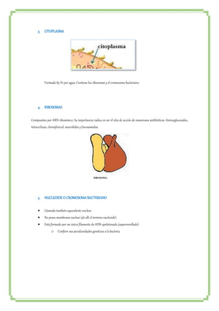3. CITOPLASMA 
Formado 85 % por agua. Contiene los ribosomas y el cromosoma bacteriano. 
4. RIBOSOMAS 
Compuestos por ARN ribosómico. Su importancia radica en ser el sitio de acción de numerosos antibióticos: Aminoglucosidos, 
tetraciclinas, cloranfenicol, macrólidos y lincosamidas. 
5. NUCLEOIDE O CROMOSOMA BACTERIANO 
 Llamado también equivalente nuclear. 
 No posee membrana nuclear (de allí el termino nucleoide). 
 Está formado por un único filamento de ADN apelotonado (superenrollado). 
o Confiere sus peculiaridades genéticas a la bacteria. 
 