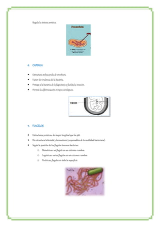 Regula la síntesis proteica. 
6. CAPSULA 
 Estructura polisacarida de envoltura. 
 Factor de virulencia de la bacteria. 
 Protege a la bacteria de la fagocitosis y facilita la invasión. 
 Permite la diferenciación en tipos serológicos. 
7. FLAGELOS 
 Estructuras proteicas, de mayor longitud que los pili. 
 De estructura helicoidal y locomotores (responsables de la motilidad bacteriana). 
 Según la posición de los flagelos tenemos bacterias: 
o Monotricas: un flagelo en un extremo o ambos. 
o Logotricas: varios flagelos en un extremo o ambos. 
o Peritricas: flagelos en toda la superficie. 
 