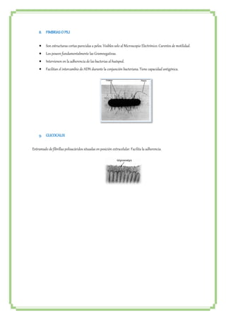 8. FIMBRIAS O PILI 
 Son estructuras cortas parecidas a pelos. Visibles solo al Microscopio Electrónico. Carentes de motilidad. 
 Los poseen fundamentalmente las Gramnegativas. 
 Intervienen en la adherencia de las bacterias al huésped. 
 Facilitan el intercambio de ADN durante la conjunción bacteriana. Tiene capacidad antigénica. 
9. GLICOCALIX 
Entramado de fibrillas polisacáridos situadas en posición extracelular. Facilita la adherencia. 
 