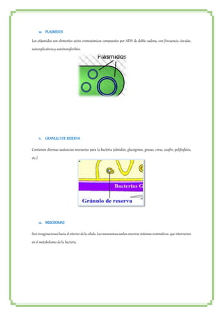 10. PLASMIDOS 
Los plásmidos son elementos extra cromosómicos compuestos por ADN de doble cadena, con frecuencia circular, 
autoreplicativos y autotransferibles. 
11. GRANULO DE RESERVA 
Contienen diversas sustancias necesarias para la bacteria (almidón, glucógenos, grasas, ceras, azufre, polifosfatos, 
etc.) 
12. MESOSOMAS 
Son invaginaciones hacia el interior de la célula. Los mesosomas suelen encerrar sistemas enzimáticos que intervienen 
en el metabolismo de la bacteria. 
 