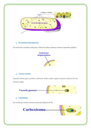 13. INCLUSIONES CITOPLASMATICAS 
Son aminoácidos, nucleótidos, ácidos grasos, hidratos de carbono, vitaminas, coenzimas, isoprenoides, porfirinas. 
14. VACUOLA GASEOSA 
Almacenan diversos gases y permiten a bacterias de medios acuáticos regular la posición en función de la luz, 
nutrientes, oxígeno. 
15. CARBOXISOMA 
Son vesículas que contienen enzimas necesarias para la fijación del CO2. 
 