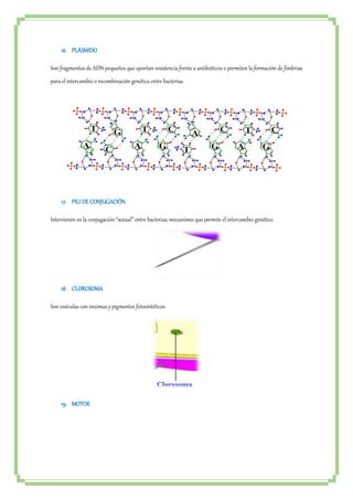 16. PLÁSMIDO 
Son fragmentos de ADN pequeños que aportan resistencia frente a antibióticos o permiten la formación de fimbrias 
para el intercambio o recombinación genética entre bacterias. 
17. PILI DE CONJUGACIÓN 
Intervienen en la conjugación “sexual” entre bacterias, mecanismo que permite el intercambio genético. 
18. CLOROSOMA 
Son vesículas con enzimas y pigmentos fotosintéticos. 
19. MOTOR 
 