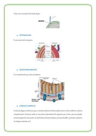 Actúa como conmutador del sentido del giro. 
20. PEPTIDOGLICANO 
Es una capa mucho más gruesa. 
21. ESPACIO PERIPLASMATICO 
Es el compartimento que rodea al citoplasma. 
22. LAMELAS O LAMINILLAS 
Se trata de pliegues membranosos que se extienden desde la membrana plástica hacia el interior (abiertos: no forma 
compartimentos). Su función puede ser muy diversa dependiendo del organismo que se trate, como por ejemplo: 
presentar pigmentos relacionados con la fotosíntesis (bacteriorodopsina o bacterioclorofíla) o partículas captadores 
de nitrógeno molecular, etc.). 
 