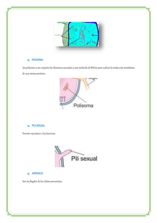 23. POLISOMA 
Un polisoma es un conjunto de ribosomas asociados a una molécula de RNAm para realizar la traducción simultánea 
de una misma proteína. 
24. PILI SEXUAL 
Permite reproducir a las bacterias. 
25. APÉNDICE 
Son los flagelos de las células procariotas. 
 