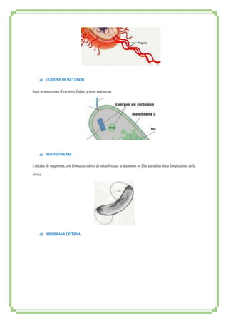 26. CUERPOS DE INCLUSIÓN 
Aquí se almacenan el carbono, fosfato y otras sustancias. 
27. MAGNETOSOMA 
Cristales de magnetita, con forma de cubo o de octaedro que se disponen en filas paralelas al eje longitudinal de la 
célula. 
28. MEMBRANA EXTERNA 
 