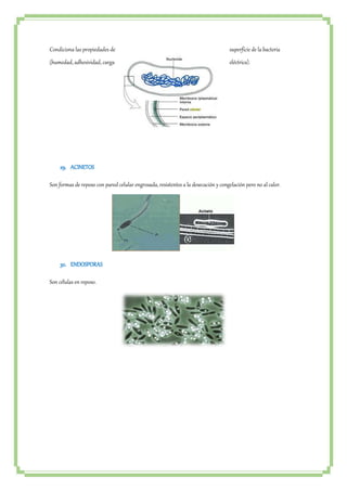 Condiciona las propiedades de superficie de la bacteria 
(humedad, adhesividad, carga eléctrica). 
29. ACINETOS 
Son formas de reposo con pared celular engrosada, resistentes a la desecación y congelación pero no al calor. 
30. ENDOSPORAS 
Son células en reposo. 
 