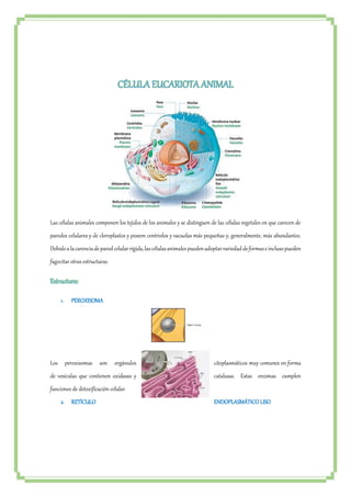 CÉLULA EUCARIOTA ANIMAL 
Las células animales componen los tejidos de los animales y se distinguen de las células vegetales en que carecen de 
paredes celulares y de cloroplastos y poseen centriolos y vacuolas más pequeñas y, generalmente, más abundantes. 
Debido a la carencia de pared celular rígida, las células animales pueden adoptar variedad de formas e incluso pueden 
fagocitar otras estructuras. 
Estructura: 
1. PEROXISOMA 
Los peroxisomas son orgánulos citoplasmáticos muy comunes en forma 
de vesículas que contienen oxidasas y catalasas. Estas enzimas cumplen 
funciones de detoxificación celular. 
2. RETÍCULO ENDOPLASMÁTICO LISO 
 