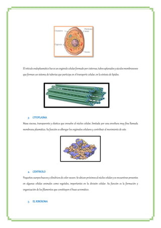El retículo endoplasmático liso es un orgánulo celular formado por cisternas, tubos aplanados y sáculos membranosos 
que forman un sistema de tuberías que participa en el transporte celular, en la síntesis de lípidos. 
3. CITOPLASMA 
Masa viscosa, transparente y elástica que envuelve al núcleo celular, limitada por una envoltura muy fina llamada 
membrana plasmática. Su función es albergar los orgánulos celulares y contribuir al movimiento de este. 
4. CENTRIOLO 
Pequeños cuerpos huecos y cilíndricos de color oscuro. Se ubican próximos al núcleo celular y se encuentran presentes 
en algunas células animales como vegetales, importantes en la división celular. Su función es la formación y 
organización de los filamentos que constituyen el huso acromático. 
5. EL RIBOSOMA 
 