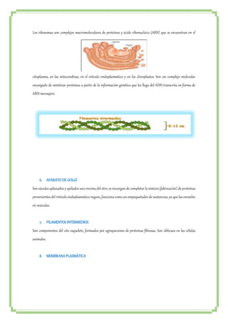Los ribosomas son complejos macromoleculares de proteínas y ácido ribonucleico (ARN) que se encuentran en el 
citoplasma, en las mitocondrias, en el retículo endoplasmático y en los cloroplastos. Son un complejo molecular 
encargado de sintetizar proteínas a partir de la información genética que les llega del ADN transcrita en forma de 
ARN mensajero 
6. APARATO DE GOLGI 
Son sáculos aplanados y apilados uno encima del otro, se encargan de completar la síntesis (fabricación) de proteínas 
provenientes del retículo endoplasmático rugoso, funciona como un empaquetador de sustancias, ya que las envuelve 
en vesículas. 
7. FILAMENTOS INTERMEDIOS 
Son componentes del cito esqueleto, formados por agrupaciones de proteínas fibrosas. Son oblicuos en las células 
animales. 
8. MEMBRANA PLASMÁTICA 
 