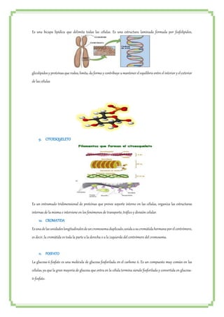 Es una bicapa lipídica que delimita todas las células. Es una estructura laminada formada por fosfolípidos, 
glicolípidos y proteínas que rodea, limita, da forma y contribuye a mantener el equilibrio entre el interior y el exterior 
de las células 
9. CITOESQUELETO 
Es un entramado tridimensional de proteínas que provee soporte interno en las células, organiza las estructuras 
internas de la misma e interviene en los fenómenos de transporte, tráfico y división celular. 
10. CROMATIDA 
Es una de las unidades longitudinales de un cromosoma duplicado, unida a su cromátida hermana por el centrómero, 
es decir, la cromátida es toda la parte a la derecha o a la izquierda del centrómero del cromosoma. 
11. FOSFATO 
La glucosa-6-fosfato es una molécula de glucosa fosforilada en el carbono 6. Es un compuesto muy común en las 
células, ya que la gran mayoría de glucosa que entra en la célula termina siendo fosforilada y convertida en glucosa- 
6-fosfato. 
 