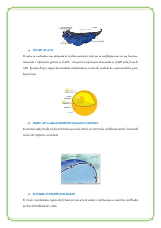 15. NÚCLEO CELULAR 
El núcleo es la estructura más destacada de la célula eucarionte, tanto por su morfología como por sus funciones. 
Almacenar la información genética en el ADN - Recuperar la información almacenada en el ADN en la forma de 
ARN - Ejecutar, dirigir y regular las actividades citoplasmáticas, a través del producto de la expresión de los genes: 
las proteínas. 
16. ENVOLTURA CELULAR, MEMBRANA NUCLEAR O CARIOTECA 
La envoltura está formada por dos membranas que son la externa y la interna; las membranas separan el contenido 
nuclear del citoplasma circundante. 
17. RETÍCULO ENDOPLASMÁTICO RUGOSO 
El retículo endoplasmático rugoso está formado por una serie de canales o cisternas que se encuentran distribuidos 
por todo el citoplasma de la célula 
 