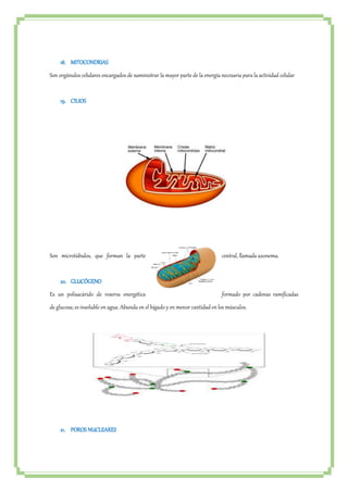 18. MITOCONDRIAS 
Son orgánulos celulares encargados de suministrar la mayor parte de la energía necesaria para la actividad celular 
19. CILIOS 
Son microtúbulos, que forman la parte central, llamada axonema. 
20. GLUCÓGENO 
Es un polisacárido de reserva energética formado por cadenas ramificadas 
de glucosa; es insoluble en agua. Abunda en el hígado y en menor cantidad en los músculos. 
21. POROS NUCLEARES 
 
