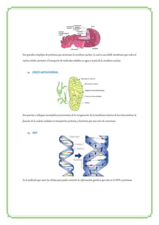 Son grandes complejos de proteínas que atraviesan la envoltura nuclear, la cual es una doble membrana que rodea al 
núcleo celular, permiten el transporte de moléculas solubles en agua a través de la envoltura nuclear. 
22. CRESTA MITOCONDRIAL 
Son puentes o tabiques incompletos provenientes de la invaginación de la membrana interna de las mitocondrias, la 
función de la cadena oxidativa es transportar protones y electrones por una serie de coenzimas. 
23. ARN 
Es la molécula que usan las células para poder convertir la información genética que está en el ADN a proteínas. 
 