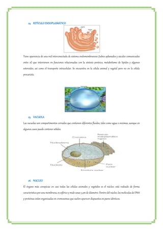 24. RETÍCULO ENDOPLASMÁTICO 
Tiene apariencia de una red interconectada de sistema endomembranoso (tubos aplanados y sáculos comunicados 
entre sí) que intervienen en funciones relacionadas con la síntesis proteica, metabolismo de lípidos y algunos 
esteroides, así como el transporte intracelular. Se encuentra en la célula animal y vegetal pero no en la célula 
procariota. 
25. VACUOLA 
Las vacuolas son compartimentos cerrados que contienen diferentes fluidos, tales como agua o enzimas, aunque en 
algunos casos puede contener sólidos. 
26. NUCLEO 
El órgano más conspicuo en casi todas las células animales y vegetales es el núcleo; está rodeado de forma 
característica por una membrana, es esférico y mide unas 5 μm de diámetro. Dentro del núcleo, las moléculas de DNA 
y proteínas están organizadas en cromosomas que suelen aparecer dispuestos en pares idénticos. 
 