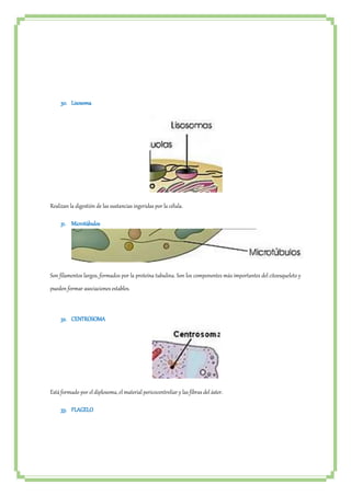 30. Lisosoma 
Realizan la digestión de las sustancias ingeridas por la célula. 
31. Microtúbulos 
Son filamentos largos, formados por la proteína tubulina. Son los componentes más importantes del citoesqueleto y 
pueden formar asociaciones estables. 
32. CENTROSOMA 
Está formado por el diplosoma, el material pericocentroliar y las fibras del áster. 
33. FLAGELO 
 
