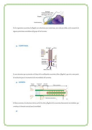 En los organismos eucariotas, los flagelos son estructuras poco numerosas, uno o dos por célula, con la excepción de 
algunos protoctistas unicelulares del grupo de los Excavata. 
34. CUERPO BASAL 
Es una estructura que se presenta en la base de los undilopodios eucariotas (cilios o flagelos) y que sirve como punto 
de nucleación para el crecimiento de los microtúbulos del axonema. 
35. AXOMENA 
Se llama axonema a la estructura interna axil de los cilios y flagelos de los eucariotas básicamente microtubular, que 
constituye el elemento esencial para la movilidad. 
36. 
 