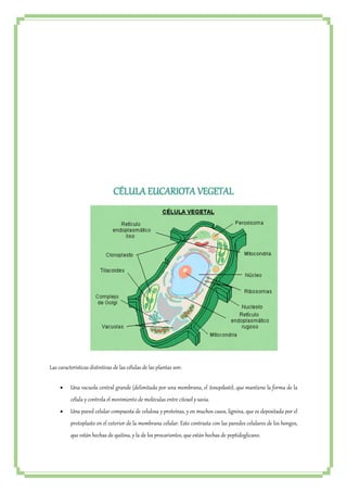 CÉLULA EUCARIOTA VEGETAL 
Las características distintivas de las células de las plantas son: 
 Una vacuola central grande (delimitada por una membrana, el tonoplasto ), que mantiene la forma de la 
célula y controla el movimiento de moléculas entre citosol y savia. 
 Una pared celular compuesta de celulosa y proteínas, y en muchos casos, lignina, que es depositada por el 
protoplasto en el exterior de la membrana celular. Esto contrasta con las paredes celulares de los hongos, 
que están hechas de quitina, y la de los procariontes, que están hechas de peptidoglicano. 
 