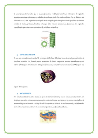 Es un orgánulo citoplasmático que no puede diferenciarse morfológicamente Grupo heterogéneo de orgánulos 
semejantes a vesículas relacionados y rodeados de membrana simple. Son ovales o esféricos Con un diámetro que 
varía entre 0.2 a 1.7 mm. Dependiendo del tipo de micro cuerpo de que se trate, puede decirse que ellos se encuentran, 
semillas de plantas, protozoos, levaduras y hongos. Estos incluyen: peroxisomas, glioxisomas. Son orgánulos 
especializados que actúan como contenedores de actividades metabólicas. 
3. ENVOLTURA NUCLEAR 
Es una capa porosa (con doble unidad de membrana lipídica) que delimita al núcleo, la estructura característica de 
las células eucariotas. Está formada por dos membranas de distinta composición proteica: la membrana nuclear 
interna (INM) separa el nucleoplasma del espacio perinuclear y la membrana nuclear externa (ONM) separa este 
espacio del citoplasma. 
4. MICROTUBULOS 
Son estructuras tubulares de las células, de 25 nm de diámetro exterior y unos 12 nm de diámetro interior, con 
longitudes que varían entre unos pocos nanómetros a micrómetros, que se originan en los centros organizadores de 
microtúbulos y que se extienden a lo largo de todo el citoplasma. Se hallan en las células eucariotas y están formadas 
por la polimerización de un dímero de dos proteínas globulares, la alfa y la betatubulina. 
 