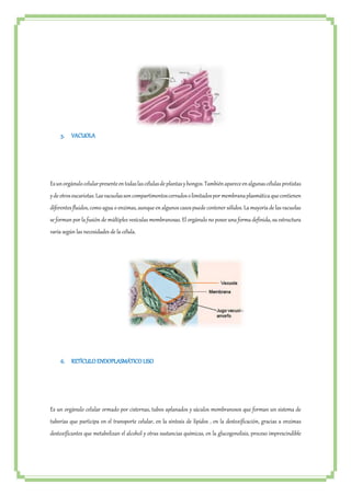 5. VACUOLA 
Es un orgánulo celular presente en todas las células de plantas y hongos. También aparece en algunas células protistas 
y de otros eucariotas. Las vacuolas son compartimentos cerrados o limitados por membrana plasmática que contienen 
diferentes fluidos, como agua o enzimas, aunque en algunos casos puede contener sólidos. La mayoría de las vacuolas 
se forman por la fusión de múltiples vesículas membranosas. El orgánulo no posee una forma definida, su estructura 
varía según las necesidades de la célula. 
6. RETÍCULO ENDOPLASMÁTICO LISO 
Es un orgánulo celular ormado por cisternas, tubos aplanados y sáculos membranosos que forman un sistema de 
tuberías que participa en el transporte celular, en la síntesis de lípidos , en la destoxificación, gracias a enzimas 
destoxificantes que metabolizan el alcohol y otras sustancias químicas, en la glucogenolisis, proceso imprescindible 
 