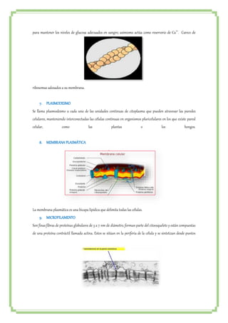 para mantener los niveles de glucosa adecuados en sangre; asimismo actúa como reservorio de Ca2+. Carece de 
ribosomas adosados a su membrana. 
7. PLASMODESMO 
Se llama plasmodesmo a cada una de las unidades continuas de citoplasma que pueden atravesar las paredes 
celulares, manteniendo interconectadas las células continuas en organismos pluricelulares en los que existe pared 
celular, como las plantas o los hongos. 
8. MEMBRANA PLASMÁTICA 
La membrana plasmática es una bicapa lipídica que delimita todas las células. 
9. MICROFILAMENTO 
Son finas fibras de proteínas globulares de 3 a 7 nm de diámetro, forman parte del citoesqueleto y están compuestas 
de una proteína contráctil llamada actina. Estos se sitúan en la periferia de la célula y se sintetizan desde puntos 
 