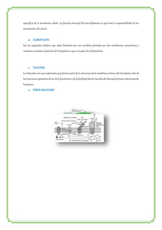 específicos de la membrana celular. La función principal del microfilamento es que tiene la responsabilidad de los 
movimientos del citosol. 
10. CLOROPLASTO 
Son los orgánulos celulares que están limitados por una envoltura formada por dos membranas concéntricas y 
contienen vesículas, la función del cloroplasto es que se ocupan de la fotosíntesis 
11. TILACOIDE 
Los tilacoides son sacos aplanados que forman parte de la estructura de la membrana interna del cloroplasto; sitio de 
las reacciones captadoras de luz de la fotosíntesis y de la fotofosforilación; las pilas de tilacoides forman colectivamente 
las granas. 
12. POROS NUCLEARES 
 