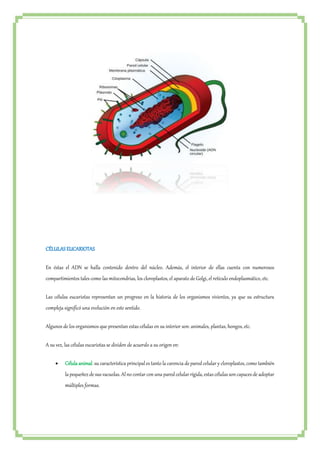 CÉLULAS EUCARIOTAS 
En éstas el ADN se halla contenido dentro del núcleo. Además, el interior de ellas cuenta con numerosos 
compartimientos tales como las mitocondrias, los cloroplastos, el aparato de Golgi, el retículo endoplasmático, etc. 
Las células eucariotas representan un progreso en la historia de los organismos vivientes, ya que su estructura 
compleja significó una evolución en este sentido. 
Algunos de los organismos que presentan estas células en su interior son: animales, plantas, hongos, etc. 
A su vez, las células eucariotas se dividen de acuerdo a su origen en: 
 Célula animal: su característica principal es tanto la carencia de pared celular y cloroplastos, como también 
la pequeñez de sus vacuolas. Al no contar con una pared celular rígida, estas células son capaces de adoptar 
múltiples formas. 
 