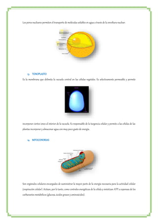 Los poros nucleares permiten el transporte de moléculas solubles en agua a través de la envoltura nuclear. 
13. TONOPLASTO 
Es la membrana que delimita la vacuola central en las células vegetales. Es selectivamente permeable y permite 
incorporar ciertos iones al interior de la vacuola. Es responsable de la turgencia celular y permite a las células de las 
plantas incorporar y almacenar agua con muy poco gasto de energía. 
14. MITOCONDRIAS 
Son orgánulos celulares encargados de suministrar la mayor parte de la energía necesaria para la actividad celular 
(respiración celular). Actúan, por lo tanto, como centrales energéticas de la célula y sintetizan ATP a expensas de los 
carburantes metabólicos (glucosa, ácidos grasos y aminoácidos). 
 