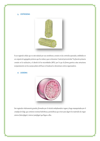 15. CENTROSOMA 
Es un orgánulo celular que no está rodeado por una membrana; consiste en dos centriolos apareados, embebidos en 
un conjunto de agregados proteicos que los rodean y que se denomina “material pericentriolar” Su función primaria 
consiste en la nucleación y el abordo de los microtúbulos (MTs), por lo que de forma genérica estas estructuras 
(conjuntamente con los cuerpos polares del huso en levaduras) se denominan centros organizadores. 
16. LISOSOMA 
Son orgánulos relativamente grandes, formados por el retículo endoplasmático rugoso y luego empaquetadas por el 
complejo de Golgi, que contienen enzimas hidrolíticas y proteolíticas que sirven para digerir los materiales de origen 
externo (heterofagia) o interno (autofagia) que llegan a ellos. 
 