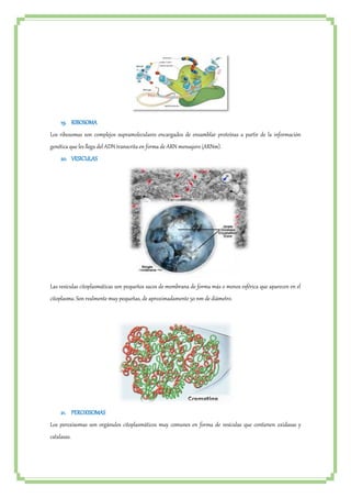 19. RIBOSOMA 
Los ribosomas son complejos supramoleculares encargados de ensamblar proteínas a partir de la información 
genética que les llega del ADN transcrita en forma de ARN mensajero (ARNm). 
20. VESICULAS 
Las vesículas citoplasmáticas son pequeños sacos de membrana de forma más o menos esférica que aparecen en el 
citoplasma. Son realmente muy pequeñas, de aproximadamente 50 nm de diámetro. 
21. PEROXISOMAS 
Los peroxisomas son orgánulos citoplasmáticos muy comunes en forma de vesículas que contienen oxidasas y 
catalasas. 
 