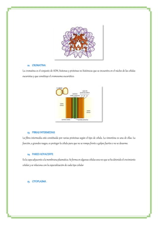 22. CROMATINA 
La cromatina es el conjunto de ADN, histonas y proteínas no histónicas que se encuentra en el núcleo de las células 
eucariotas y que constituye el cromosoma eucariótico. 
23. FIBRAS INTERMEDIAS 
La fibra intermedia está constituida por varias proteínas según el tipo de célula. La vimentina es una de ellas. La 
función, a grandes rasgos, es proteger la célula para que no se rompa frente a golpes fuertes o no se desarme. 
24. PARED ADYACENTE 
Es la capa adyacente a la membrana plasmática. Se forma en algunas células una vez que se ha detenido el crecimiento 
celular y se relaciona con la especialización de cada tipo celular 
25. CITOPLASMA 
 