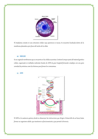 El citoplasma consiste en una estructura celular cuya apariencia es viscosa. Se encuentra localizada dentro de la 
membrana plasmática pero fuera del núcleo de la célula. 
26. NÚCLEO 
Es un orgánulo membranoso que se encuentra en las células eucariotas. Contiene la mayor parte del material genético 
celular, organizado en múltiples moléculas lineales de ADN de gran longitud formando complejos con una gran 
variedad de proteínas como las histonas para formar los cromosomas. 
27. ADN 
El ADN es la sustancia química donde se almacenan las instrucciones que dirigen el desarrollo de un huevo hasta 
formar un organismo adulto, que mantienen su funcionamiento y que permite la herencia. 
 
