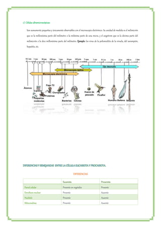 c) Células ultramicroscópicas: 
Son sumamente pequeñas y únicamente observables con el microscopio electrónico. Su unidad de medida es el milimicrón 
que es la millonésima parte del milímetro o la milésima parte de una micra, y el angstrom que es la décima parte del 
milimicrón o la diez millonésima parte del milímetro. Ejemplo: los virus de la poliomielitis de la viruela, del sarampión, 
hepatitis, etc. 
DIFERENCIAS Y SEMEJANZAS ENTRE LA CÉLULA EUCARIOTA Y PROCARIOTA. 
DIFERENCIAS 
Eucariota Procariota 
Pared celular Presente en vegetales Presente 
Envoltura nuclear Presente Ausente 
Nucléolo Presente Ausente 
Mitocondrias Presente Ausente 
 