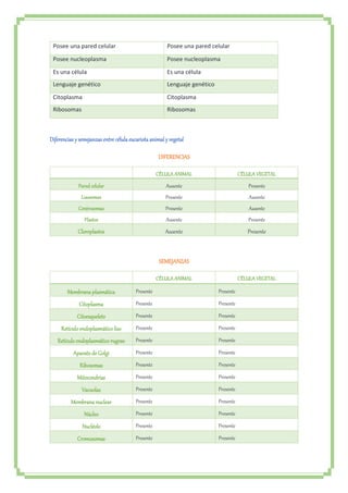 Posee una pared celular Posee una pared celular 
Posee nucleoplasma Posee nucleoplasma 
Es una célula Es una célula 
Lenguaje genético Lenguaje genético 
Citoplasma Citoplasma 
Ribosomas Ribosomas 
Diferencias y semejanzas entre célula eucariota animal y vegetal 
DIFERENCIAS 
CÉLULA ANIMAL CÉLULA VEGETAL 
Pared celular Ausente Presente 
Lisosomas Presente Ausente 
Centrosomas Presente Ausente 
Plastos Ausente Presente 
Cloroplastos Ausente Presente 
SEMEJANZAS 
CÉLULA ANIMAL CÉLULA VEGETAL 
Membrana plasmática Presente Presente 
Citoplasma Presente Presente 
Citoesqueleto Presente Presente 
Retículo endoplasmático liso Presente Presente 
Retículo endoplasmático rugoso Presente Presente 
Aparato de Golgi Presente Presente 
Ribosomas Presente Presente 
Mitocondrias Presente Presente 
Vacuolas Presente Presente 
Membrana nuclear Presente Presente 
Núcleo Presente Presente 
Nucléolo Presente Presente 
Cromosomas Presente Presente 
 