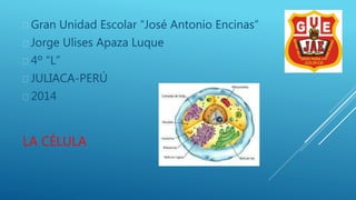  Gran Unidad Escolar “José Antonio Encinas” 
 Jorge Ulises Apaza Luque 
 4º “L” 
 JULIACA-PERÚ 
 2014 
LA CÉLULA 
 