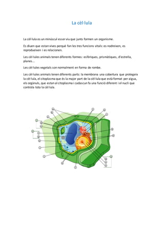 La cèl·lula 
La cèl·lula es un minúscul esser viu que junts formen un organisme. 
Es diuen que estan vives perquè fan les tres funcions vitals: es nodreixen, es 
reprodueixen i es relacionen. 
Les cèl·lules animals tenen diferents formes: esfèriques, prismàtiques, d’estrella, 
planes... 
Les cèl·lules vegetals son normalment en forma de rombe. 
Les cèl·lules animals tenen diferents parts: la membrana una cobertura que protegeix 
la cèl·lula, el citoplasma que és la major part de la cèl·lula que està format per aigua, 
els orgànuls, que estan al citoplasma i cadascun fa una funció diferent i el nucli que 
controla tota la cèl·lula. 
