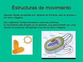 Estructuras de movimiento
Algunas células eucariotas son capaces de moverse, esto es gracias a
los cilios y flagelos.
Son orgánulos móviles formados a partir de proteínas.
El movimiento está dirigido por el centriolo, que está formado por unos
túbulos de proteínas semejantes a los de los cilios y flagelos.
 