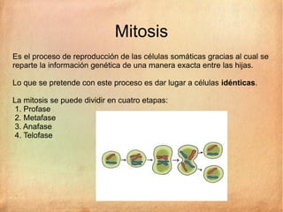 Mitosis
Es el proceso de reproducción de las células somáticas gracias al cual se
reparte la información genética de una manera exacta entre las hijas.
Lo que se pretende con este proceso es dar lugar a células idénticas.
La mitosis se puede dividir en cuatro etapas:
1. Profase
2. Metafase
3. Anafase
4. Telofase
 