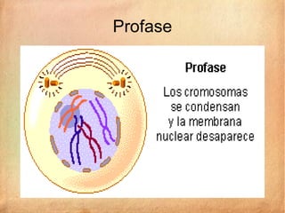 Profase
 